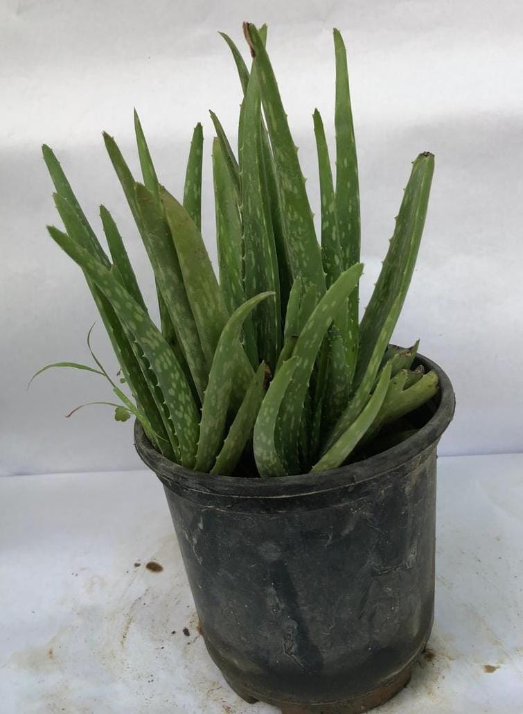 Aloevera